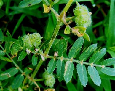  Leaf and leaflets